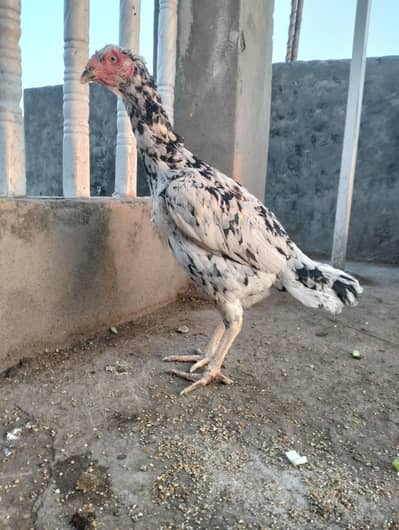 Pakistani Aseel females