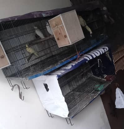 cocktail parrots and love bird albino wiith cages complete setup