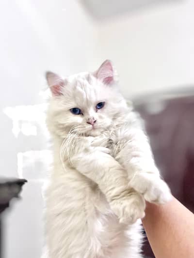 Persian Blue eyes Triple coat