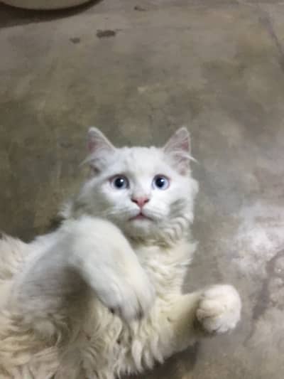 Cat for sale WhatsApp 03037879944