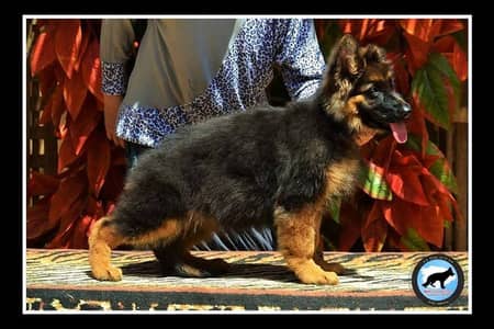 HIGH QUALITY GERMAN SHEHPERD PUPPY AVAILABKE FOR SALE