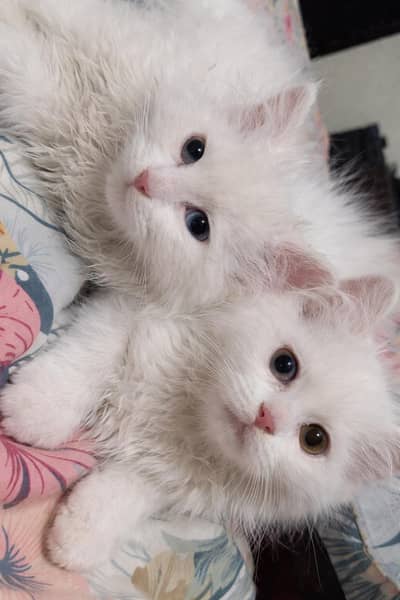 Persian Cat & Kittens Available – female  and male