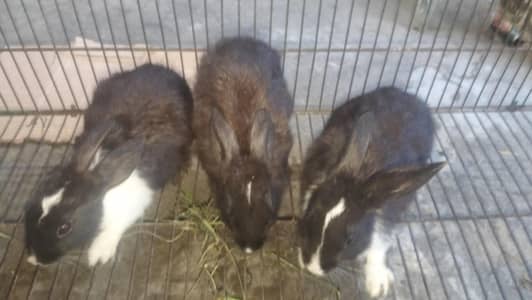 3  rabbit bunnies for sale Whatsapp 03247304869