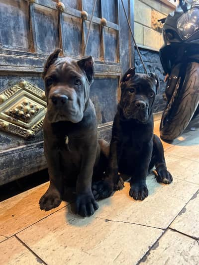 CANE CARSO PUPPY AVAILABLE FOR SALE