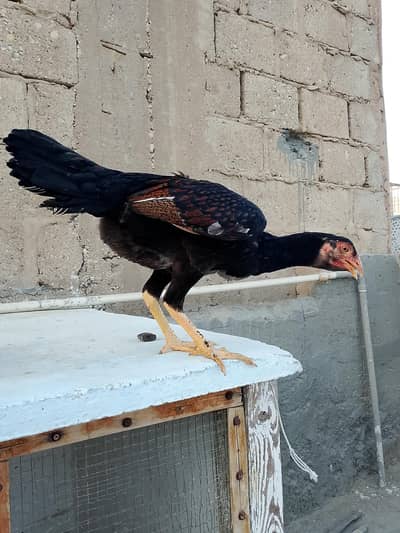 Sindhi Hen