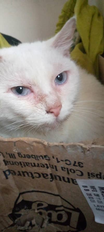 white single coated blue eyes persian
