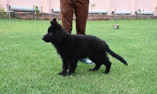 BLACK GERMAN SHEHPERD PUPPIES PAIR AVAILABLE FOR SALE