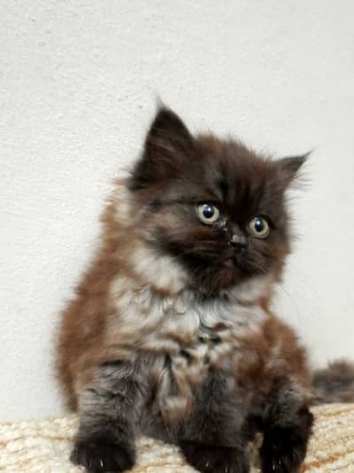 “Adorable Fluffy Male Kitten – Healthy & Playful