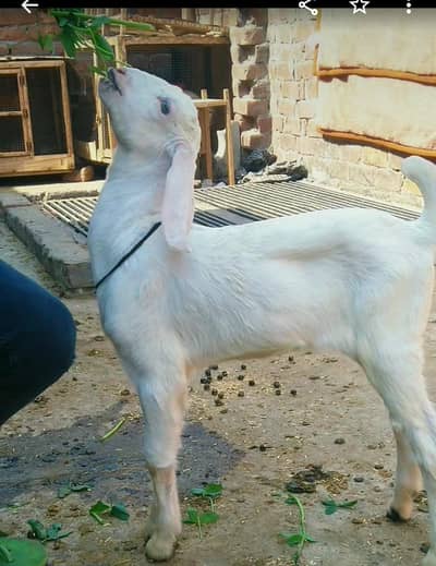 dasi  rajhan pori bakri bacha