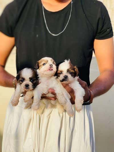 Top Quality Shihtzu male Female Puppies for reservation 50000 each