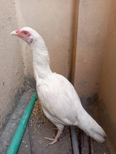 Aseel patthiya or murghi