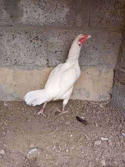 Aseel patthiya or murghi