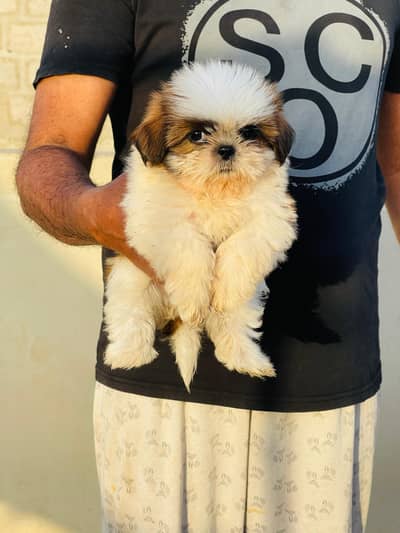 High Quality Shihtzu Female 53 days