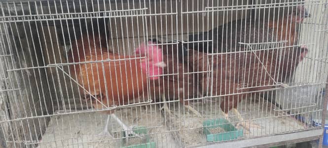Home Breeded Desi Hens and Roosters