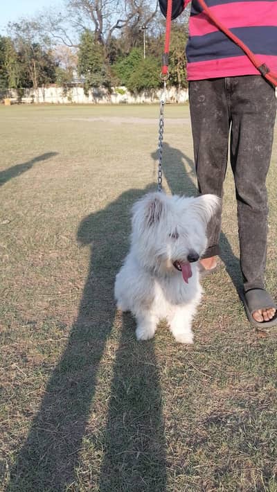 poodle female available