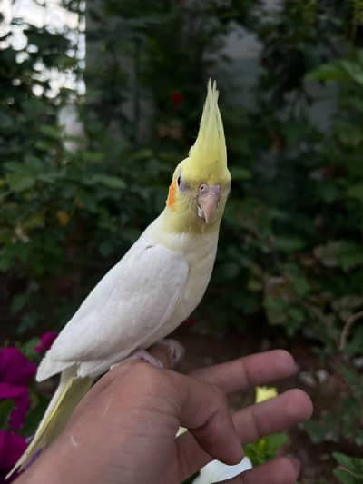 Quality Handtamed Cocktail For Sale + Handtamed Australian Budgies