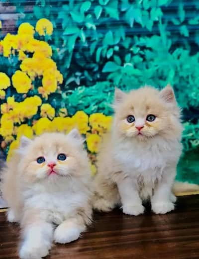 Persian cat for sale my WhatsApp number 03 45 70 84 434