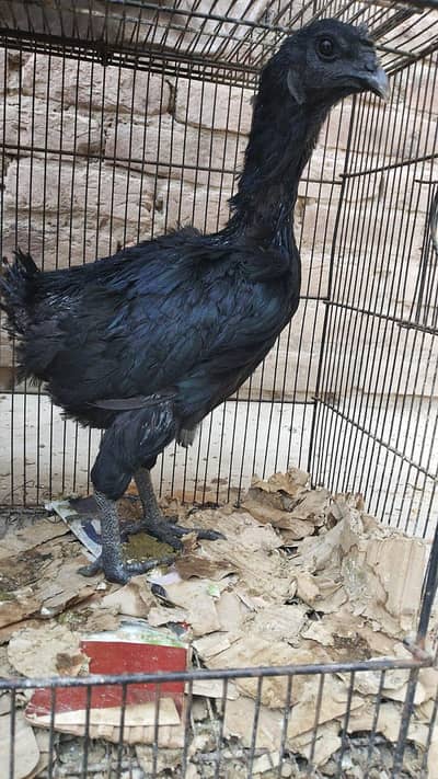 ayam camani breeder female  anda day Rahi ha locti Multan 03007348325