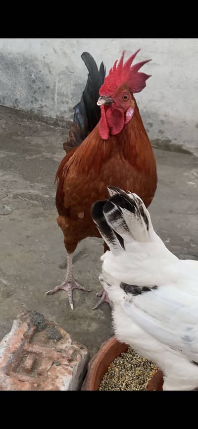 1 Male 2 Female Laying Eggs