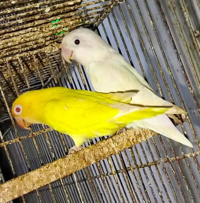 JAAL RATE SE SASTA LOVEBIRD LOVE BIRD SETUP wd CAGE sirf 999/piece me