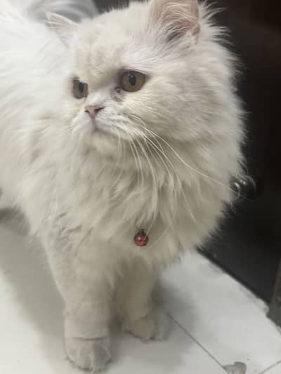 Pregnant Persian cat