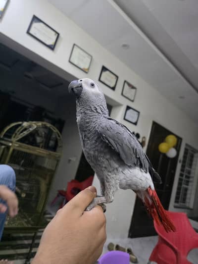African Grey Male with cage