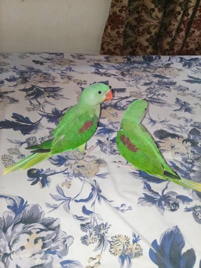 raw Kashmiri pahari parrot