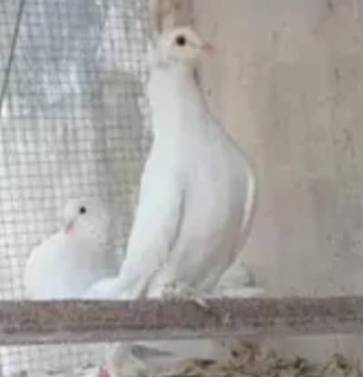 white laka pigeon English fantail available also