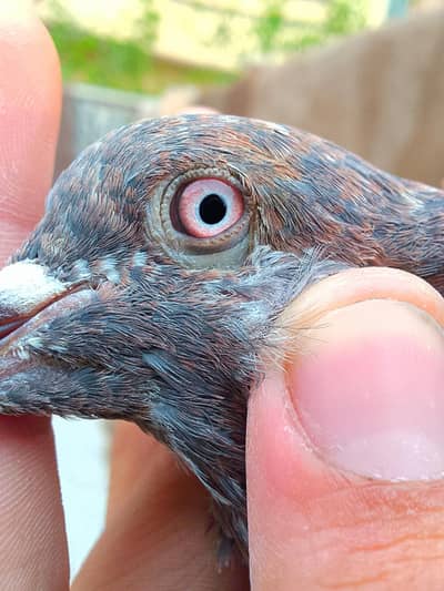 high quality pigeons flying pigeons babies for sale