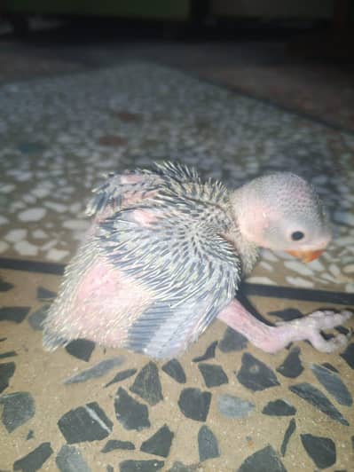 Healthy and active baby for tam and  talking parpase 03155617299