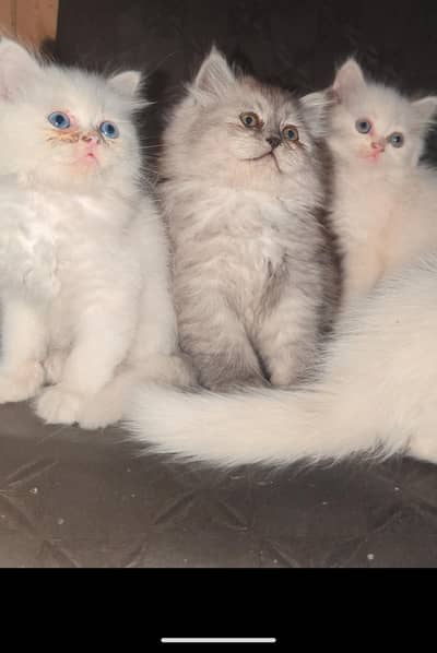 KITTENS AVAILABLE