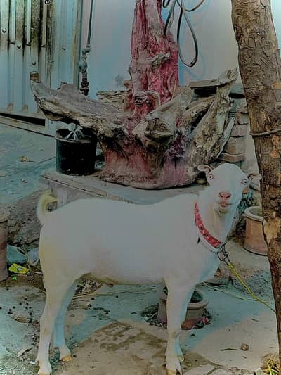 teda bakra dobda ho jia hn mashallah