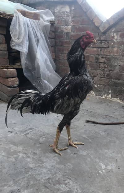 Saleta aseel Patha for sale full healthy and active 03092234973