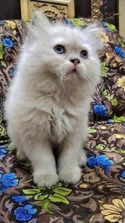 persian cats for sale urgent