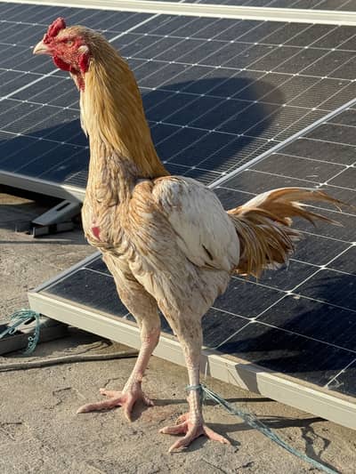 Peela sontal patha for sale