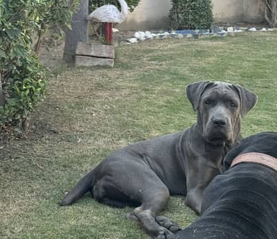 CANE CORSO