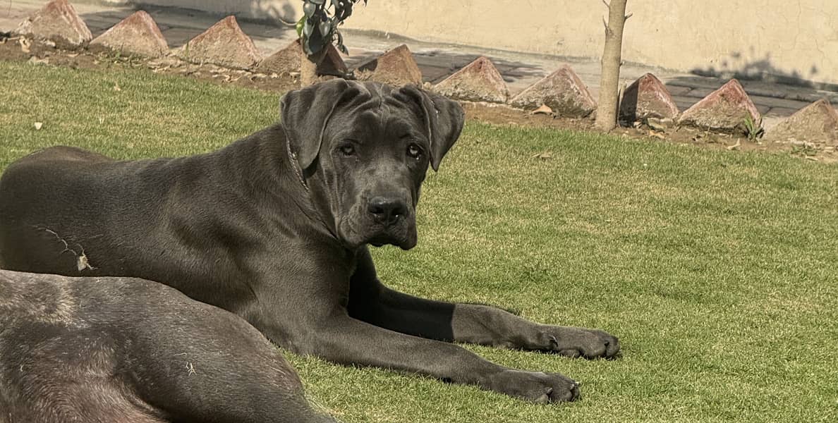 CANE CORSO 1