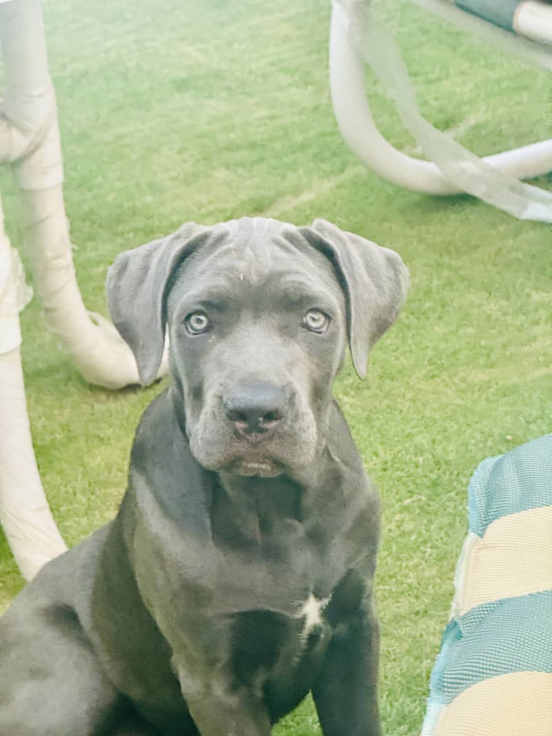 CANE CORSO 2