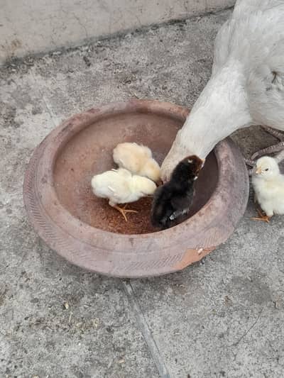 heera aseel female with 4 chicks
