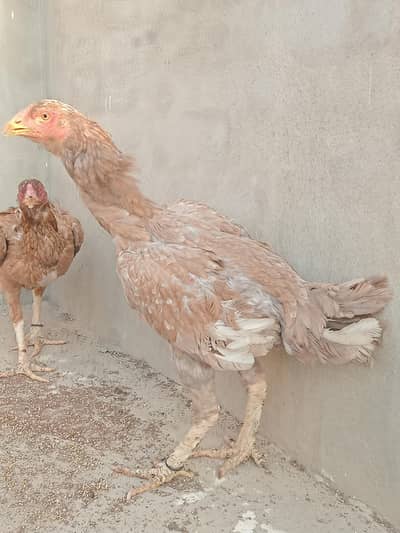 whatsapp number par rabta 0311683649