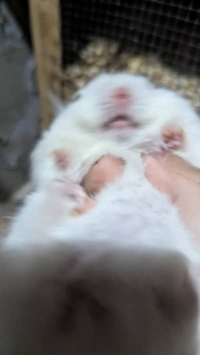 Hamster for sale pair urgent sale