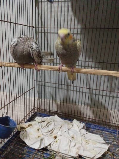 tamed cockatiel