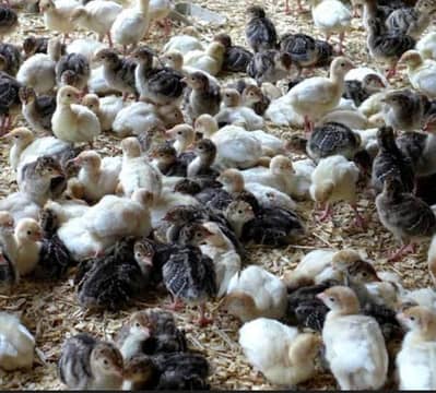 Turkey chicks