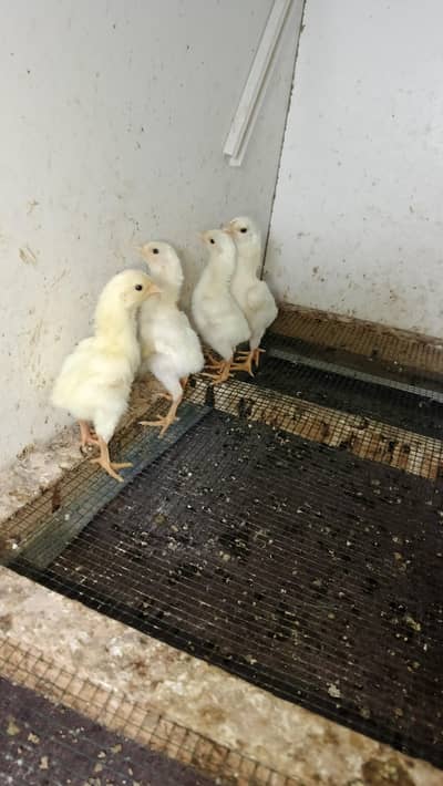 German white O Shamo chicks