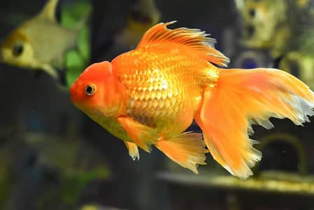 Oranda fancy goldfish