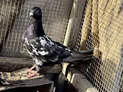 Rampuri Kabli teddy patti mix