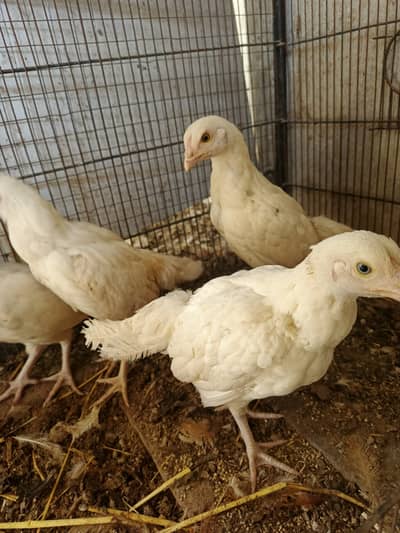 He era Chicks for Sale