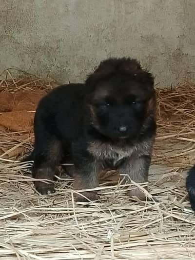 German shepherd Male