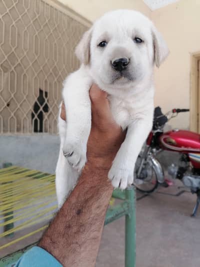 Labrador female pup for new home 0/3/0/7/6/7/1/7/5/0/7