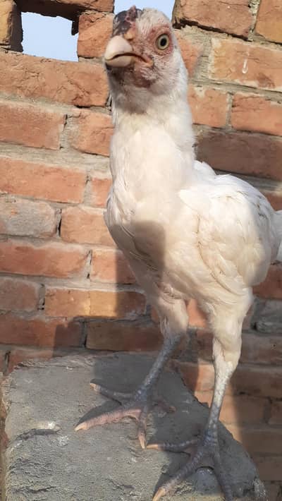 Pure Paper White Blue eys Heera Chicks بلیو آئ ہیرا اصیل چکس